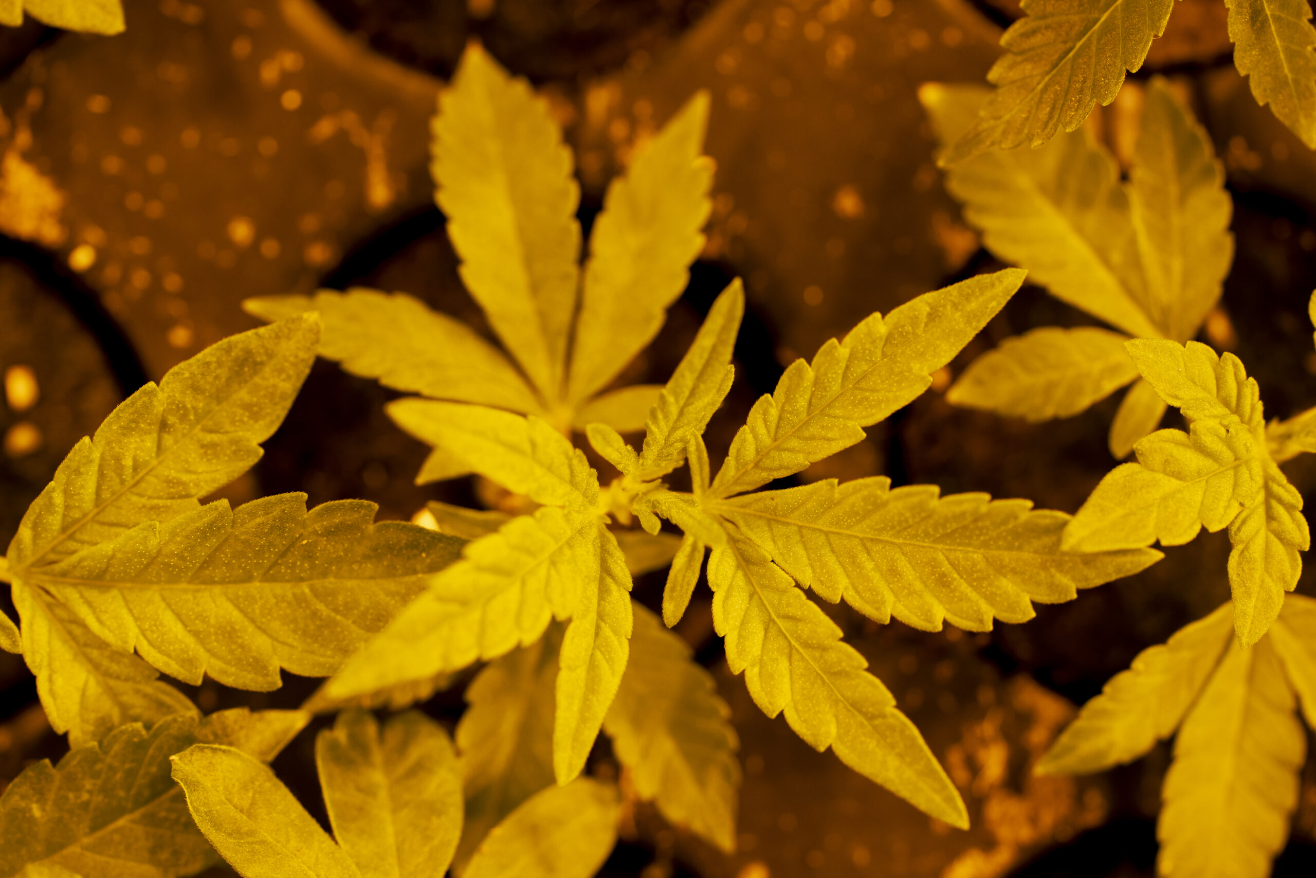 SATIVA