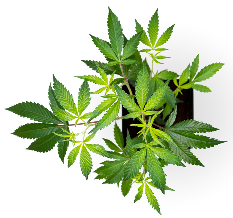 CANNABINOID GUIDE