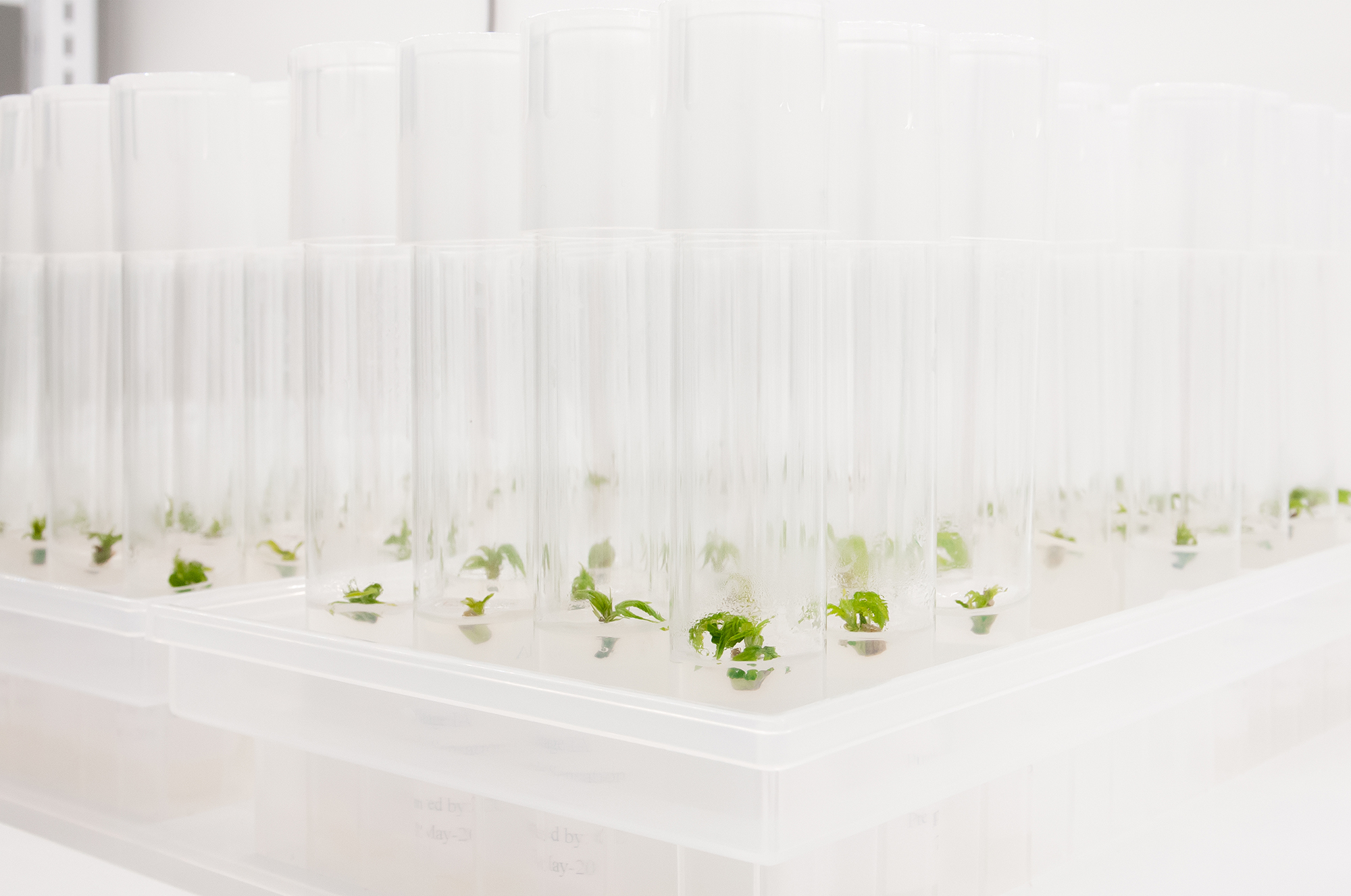 WORK WITH EXKA GENETICS