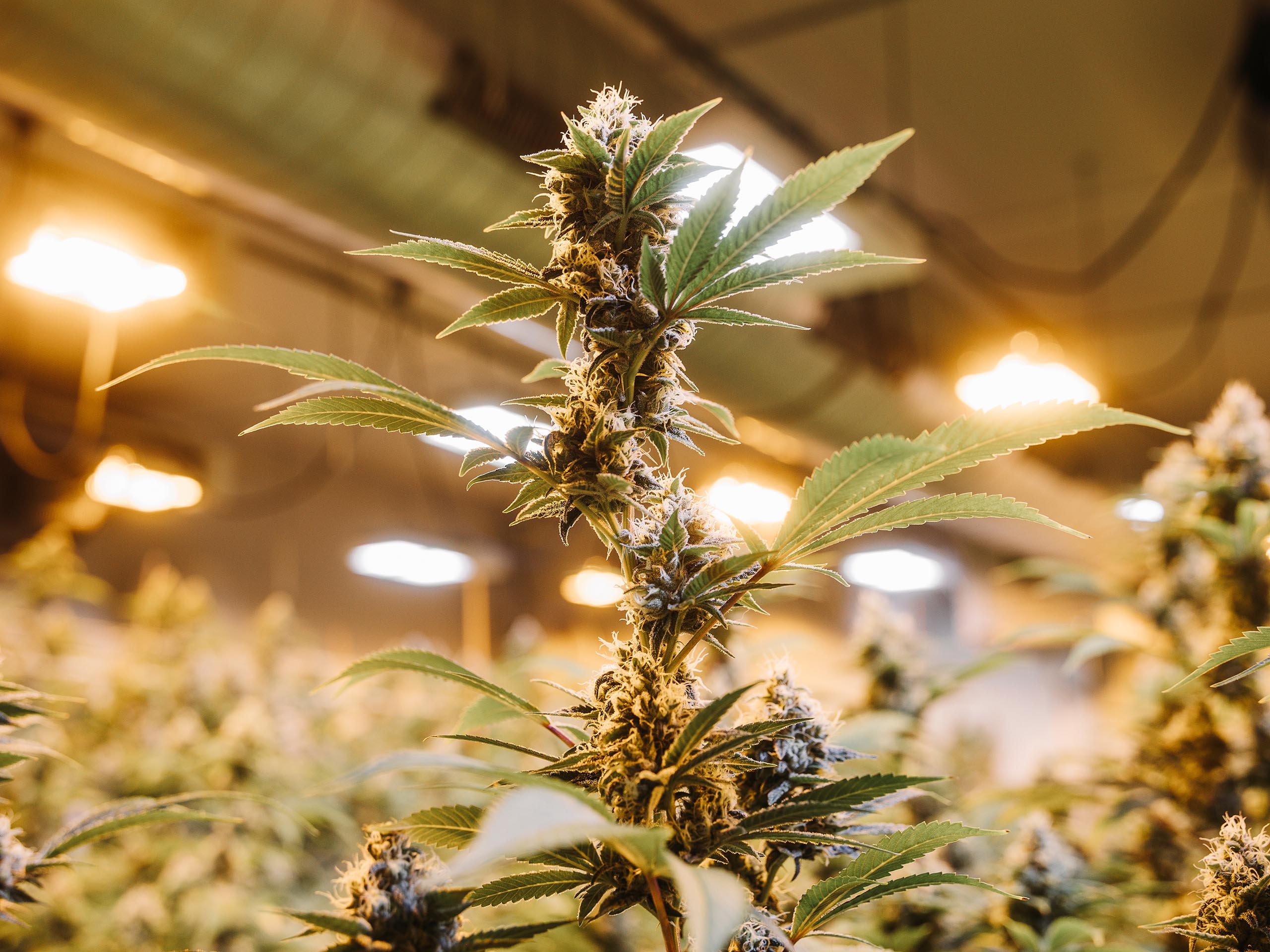 INDICA
