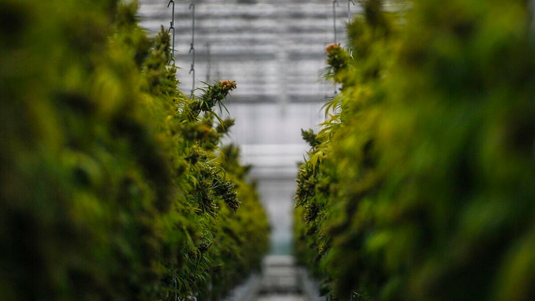 A medical cannabis laboratory will open in Mirabel (French)